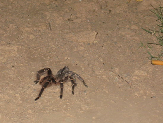 freilaufende, paraguayanische Wuesten-Tarantel direkt neben unserem Grill-Platz