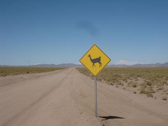Was in Australien die Kaenguruhs sind, sind hier die Lamas 