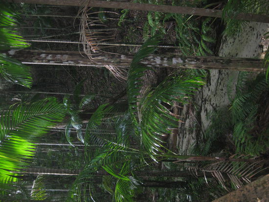 Regenwald! Ueberall auf der Insel. Da es im Moment so viel regnet, sind ueberall auch kleine Baeche. Super!!