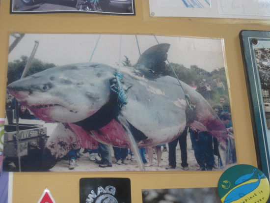 Tom, hier ein Bild fuer dich! Der ist in der Naehe von Agnes geschwommen. Hat man mir erzaehlt!