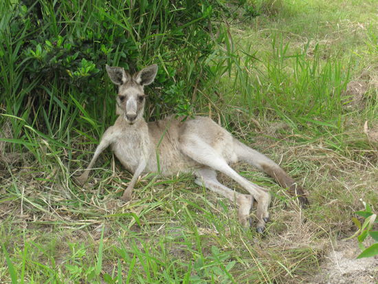 Hier noch das versprochene Kaengaru! Sie hat mich die ganze Zeit aus dem Schatten beobachtet!