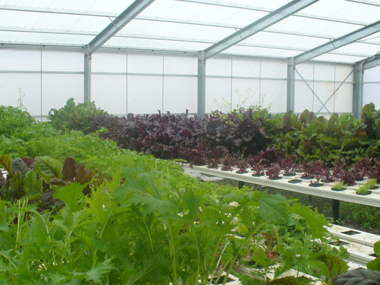 Salate, Salate und mehr Salate. Aber fuer uns wars gut. Wir hatten jeden Tag was Gesundes!