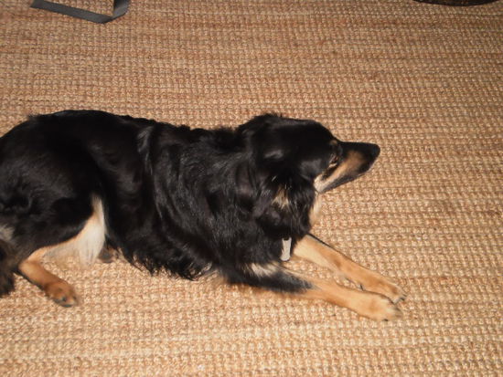 und unser Hundi! Hat eigentlich nicht unserer Farm gehoert, aber ich hab ihn trotzdem geliebt. Jess! Sie war sooo suess!