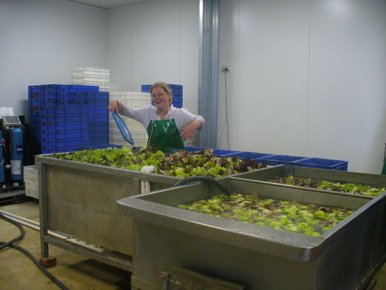 Hier seht ihr mich mal bei der Arbeit. Salateschneiden!