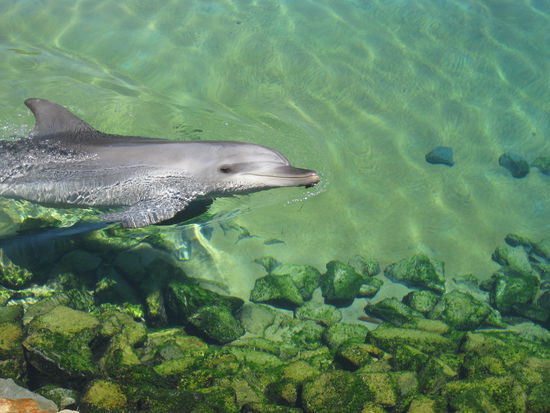 Einer von vielen, aber die sind echt total toll. Leider durfte ich keinen anlangen!