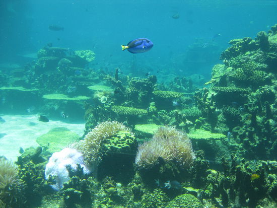 Hier ein Bild fuer meine Opa! Leider hab ich noch nicht geschnorchelt, aber hier ist das erste echte Korallenriff!