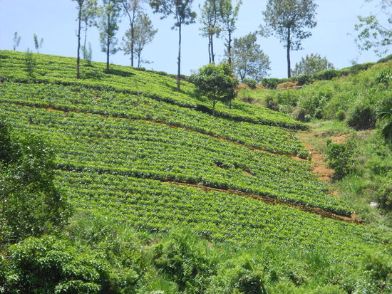 Eine der vielen Teeplantagen