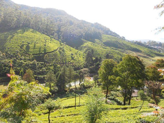 Goodbye wunderschönes Nuwara Eliya