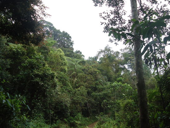 Wir wurden gefragt, ob wir in Deutschland auch Wälder haben Aber die Vegetation ist einfach total anders. Wir hatten hier auch ca. 25.Grad!