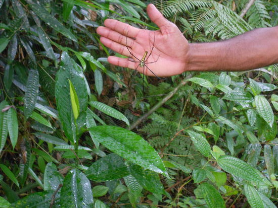 Um zu verdeutlichen dass das Viech riesig ist!