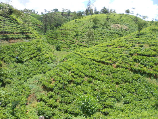 Teeplantagen überall, wohin das Auge reicht
