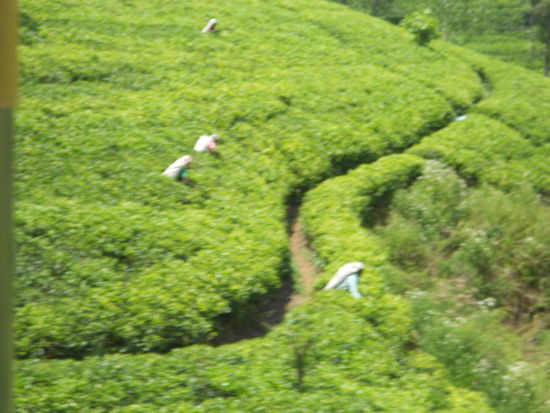 Teeplückerinnen. Die sind wirklich schwer zu erwischen Sie pflücken bis zu 13 kg Tee am Tag und verdienen ca. 1,50€ dafür.
Würds aber gerne mal für einen Tag ausprobieren!