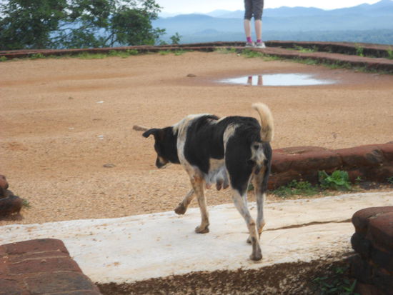 Eine Hündin aus der zweiten Gruppe, die uns begleitet haben.