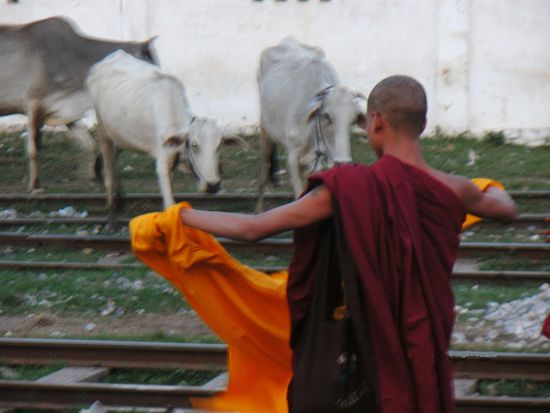 Nein, zum Glück ist Stierkampf in Burma nicht bekannt. Auf dem Weg von Mandalay nach Mitkyina aus dem Zug fotografiert.