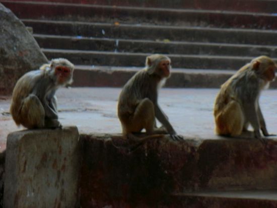 Äffchen auf dem Mount Popa...wenn die was zu Futtern in Euren Taschen vermuten, ist sie weg- also aufpassen.