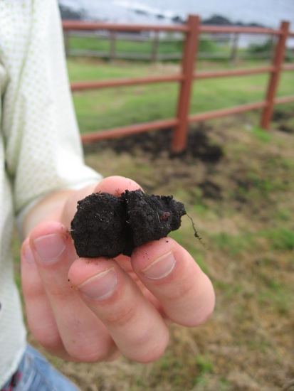 Also ich würde gerne einiges Gemüse dass auf so einer Erde wächst kosten....