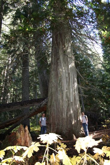 Bäume mit 10 Meter Durchmesser