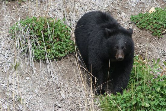 Oh, ein Schwarzbär