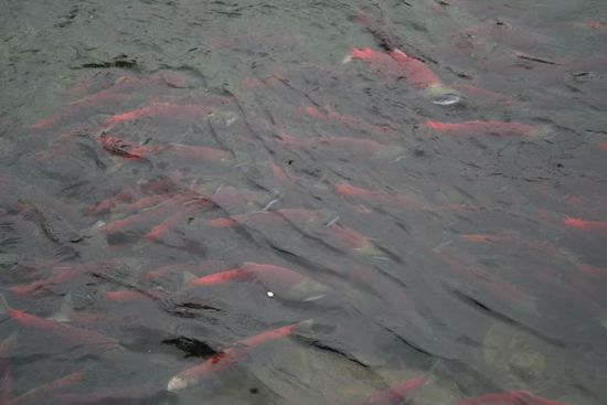Salmon run im Adams River