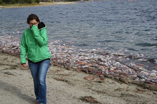 Diese vielen toten Fische stinken zum Himmel! War das ecklig.