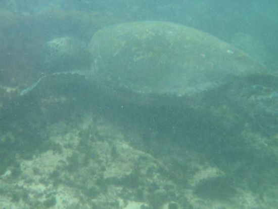 Schnorcheln mit der Wasserschildkröte