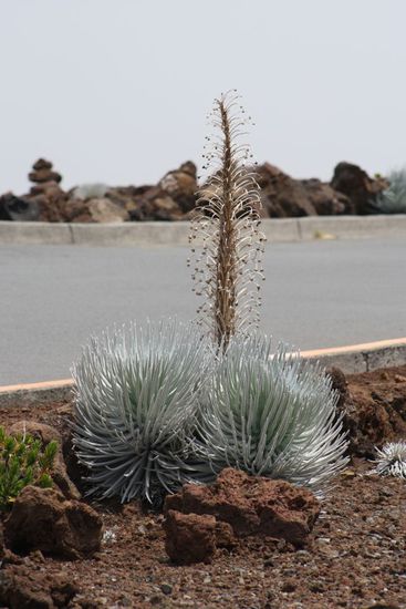 "Haleakala Silversword" , das wächst nur hier auf der Welt