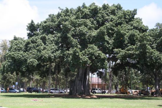 Banyan Tree