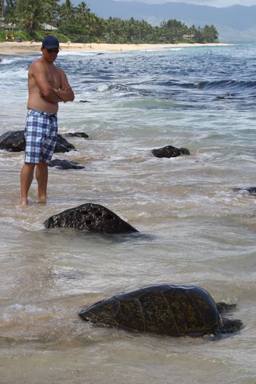 der 2. "Stein" ist eine Wasserschildkröte auf dem Weg zurück ins Meer