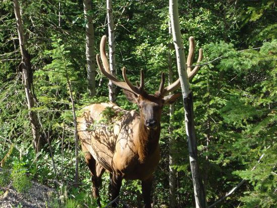 Der erste Hirsch in Banff