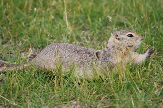 Andys Freund der Columbian Ground Squirre