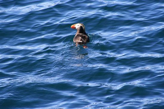 "Puffin" im Golf von Alaska