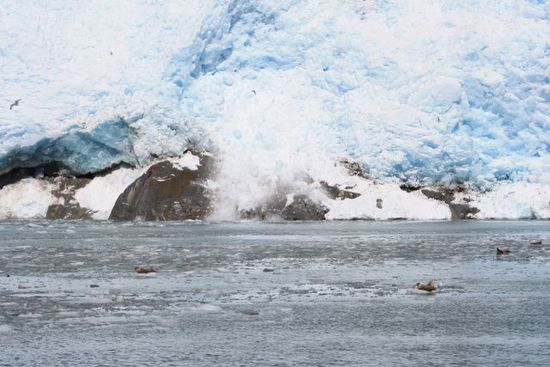 Wenn man hier eine Weile verharrt brechen immer wieder Eisstücke vom Gletscher ab und fallen ins Meer. Dies passiert doch ziemlich laut und war daher wirklich sehr beeindruckend. Diese Eisstücke treiben dann im Wasser und die Seerobben nutzen diese um sich auf dem treibenden Eis auszuruhen.