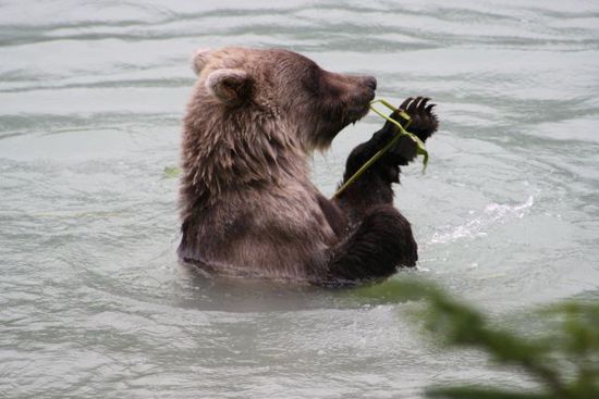 Nun ging es für uns wieder zurück nach Kanada. Auf dem Weg haben wir einen kurzen Abstecher nach Haines (die Inlandpassage von Alaka) gemacht. Im Sommer haben die Lachse wieder begonnen die Flüsse aufwärts zu schwimmen und daher ist es in Haines ziemlich einfach eine Bärenfamilie beim Fische fressen zu beobachten. Die Bären nutzten dieses Ereigniss um sich genügend Speck für den Winterschlaf anzufressen.