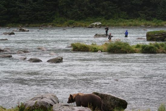 Witzig ist, dass die Angler sich mit den Bären den Fluss teilen und sobald die Bären am Flussufer vorbei kommen die Angler ganz schnell weg vom Wasser sind.