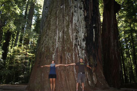 Weiter entland der Küste taucht dann der Red Wood Forest auf. Diese Riesen sind bis zu 110,64 meter hoch und haben einen Umfang 16,22 meter.