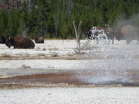 In diesem Park leben auch einige Büffelherden, die sich von dem kleinen Geysir im Vordergrund nicht aus der Ruhe bringen lassen.