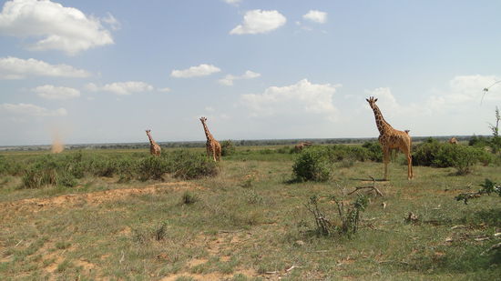 Special five Giraffen in Samburu