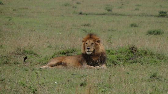 Lion King in Masai Mara
