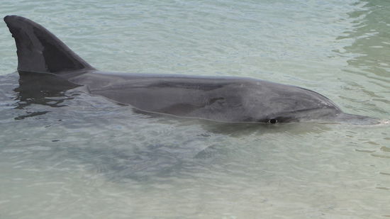 Delphin in Monkey Mia