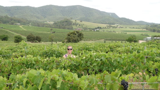Taubenernete im Hunter Valley, die Reben dort sind nur halb so hoch wie unsere