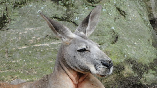 Kangaroo im Taronga Zoo