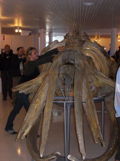 Das Skelett eines Southern Right Whale
Ida hat die Gelegenheit gleich genutzt , um manuelle Therapie zu üben, damit sie ihr Handwerk in dem halben Jahr nicht ganz verlernt.