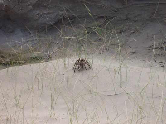 Und wieder überall gefährliche Tiere !!!