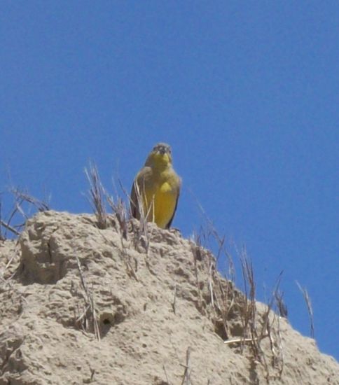 Gefährliches Tier...