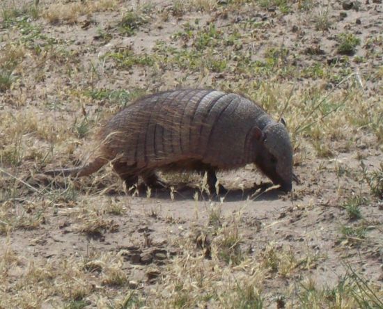 ...gefährliches Tier...ARMADILLO (Gürteltier)