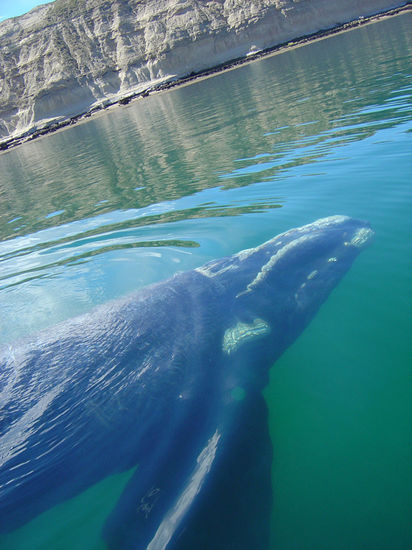 ...großes gefährliches Tier...
