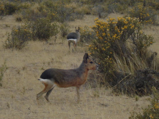 ...ein gefährliches Tier...MARAS (irgendwie sehen sie aus wie zu klein geratene Reh-Hasen  )