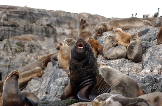 Seelöwen und See-Elephanten