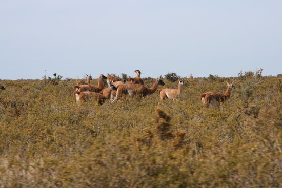 Guanacos = ein Verwandter des Lamas, das 10m weit spucken kann = sehr gefährlich !!!