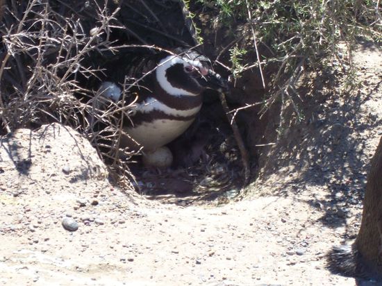 wenn ihr genau hinschaut (ja etwas schwierig) seht ihr rechts neben dem Ei ein graues Küken 